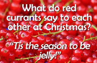 Redcurrant Jelly